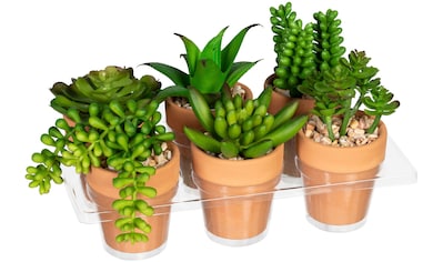 Künstliche Zimmerpflanze »Mini-Sukkulenten«, im Tontopf, 6er Set