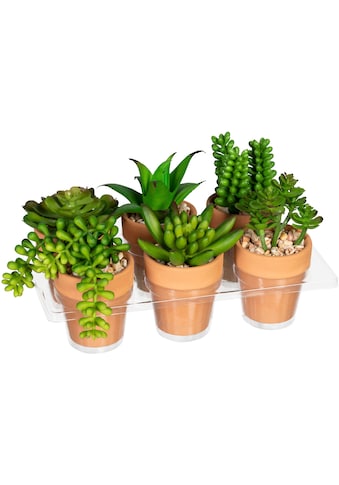 Creativ green Künstliche Zimmerpflanze »Mini-Sukkule...