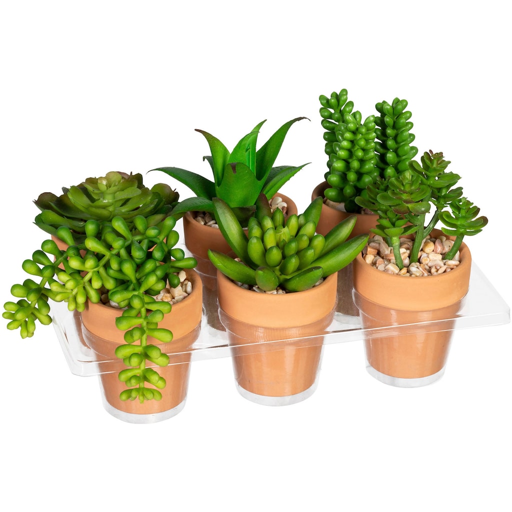 Creativ green Künstliche Zimmerpflanze »Mini-Sukkulenten«