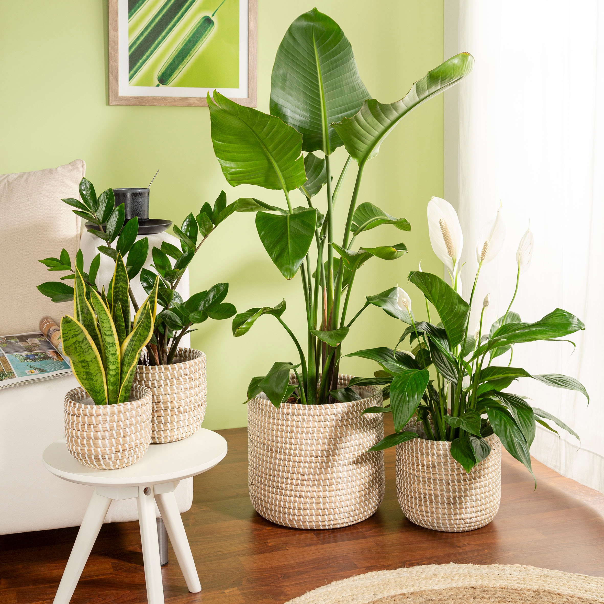Scheurich Blumentopf »white 15/513«