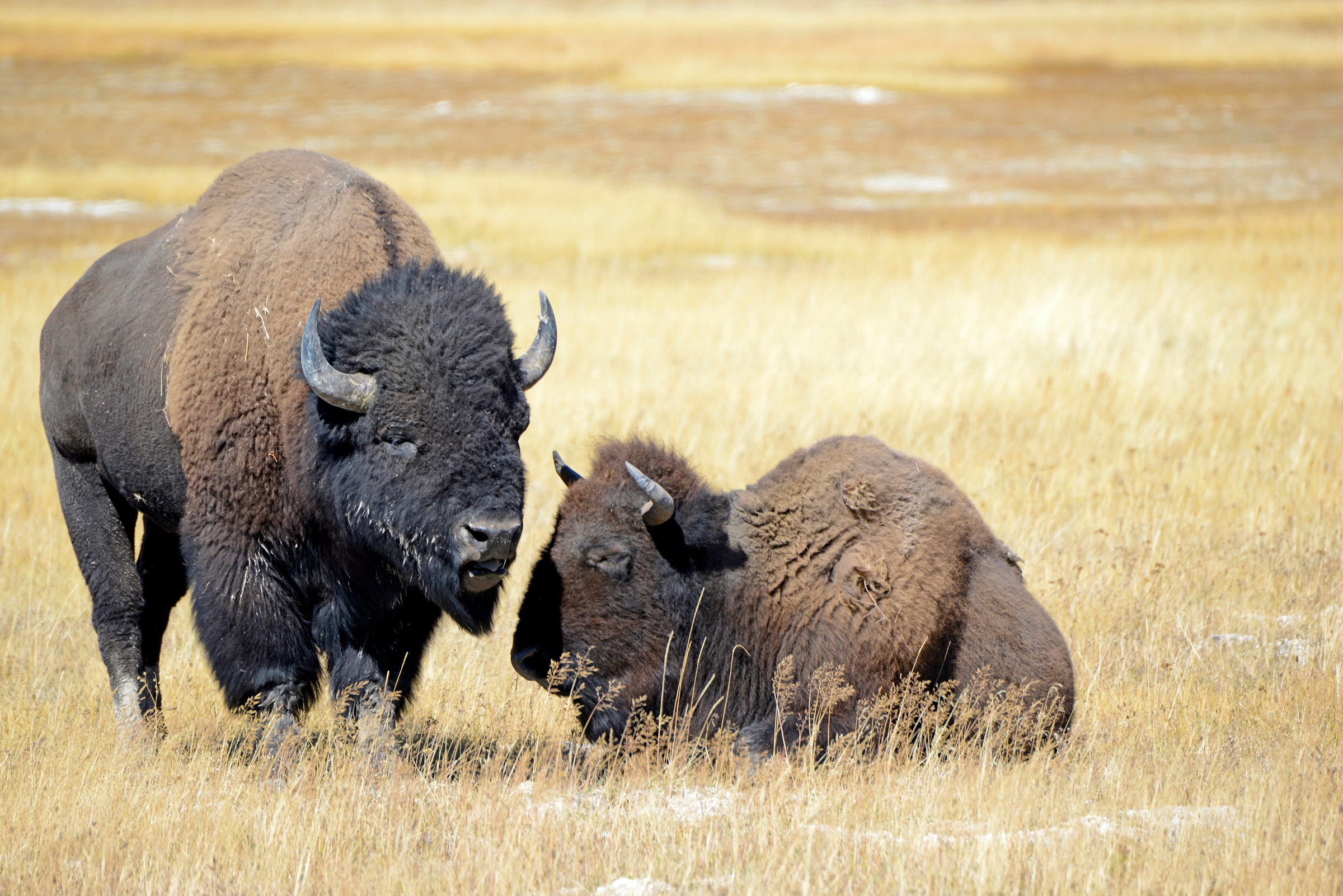 Fototapete »BISONS WILD WEST«