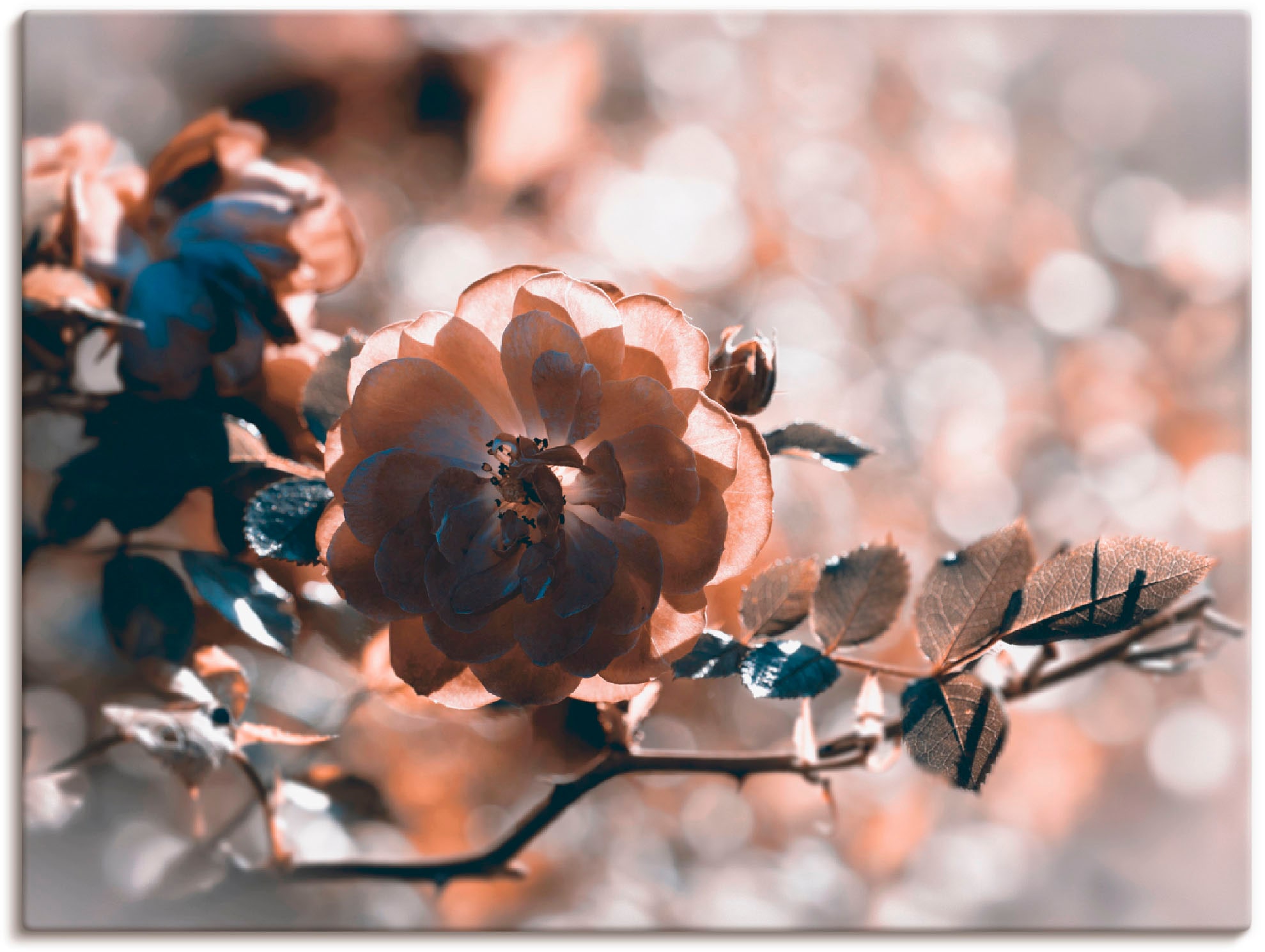 Artland Paveikslas »Rose« Blumen (1 St.) kaip ...