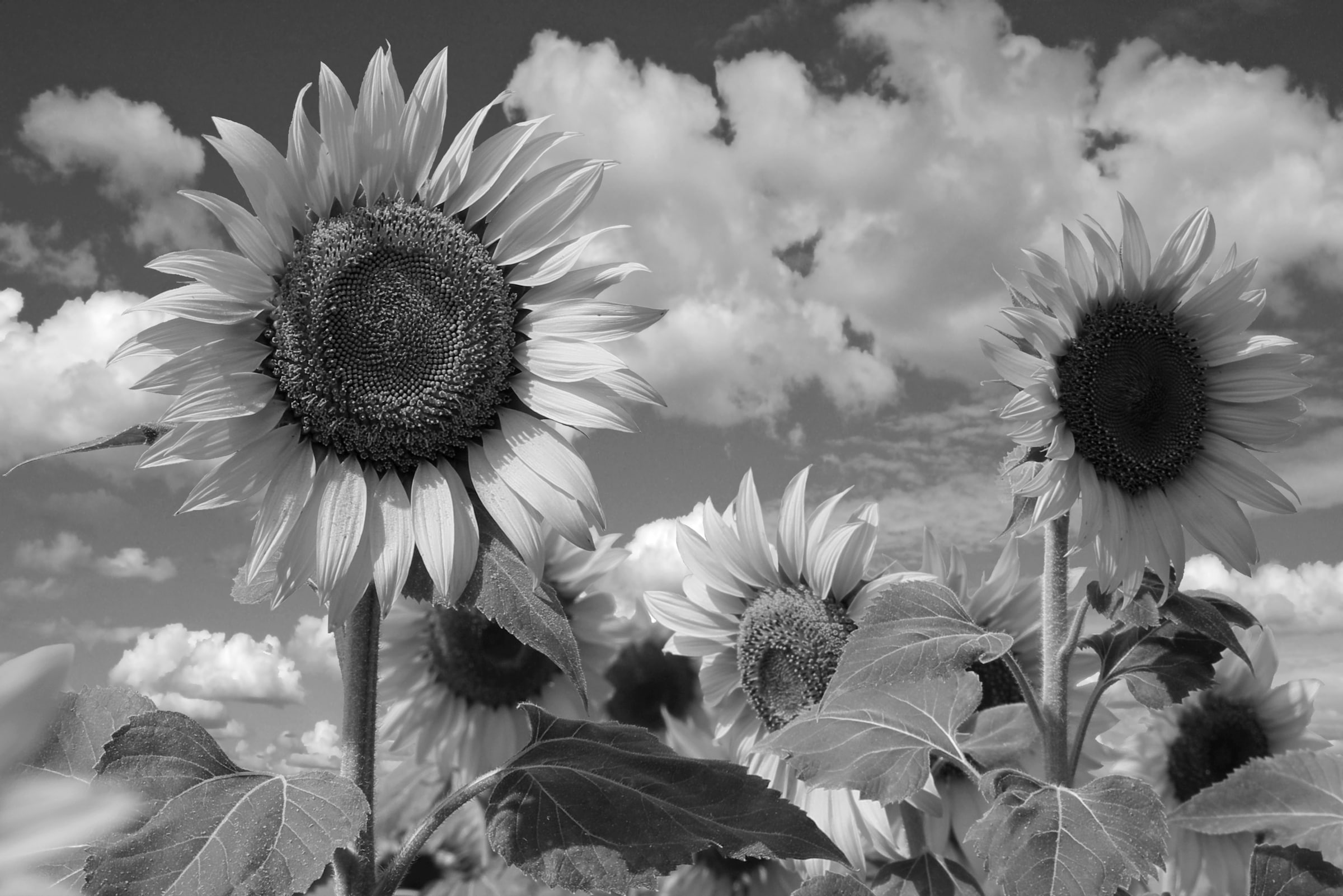 Papermoon Fototapete "Sonnenblume Schwarz & Weiß"