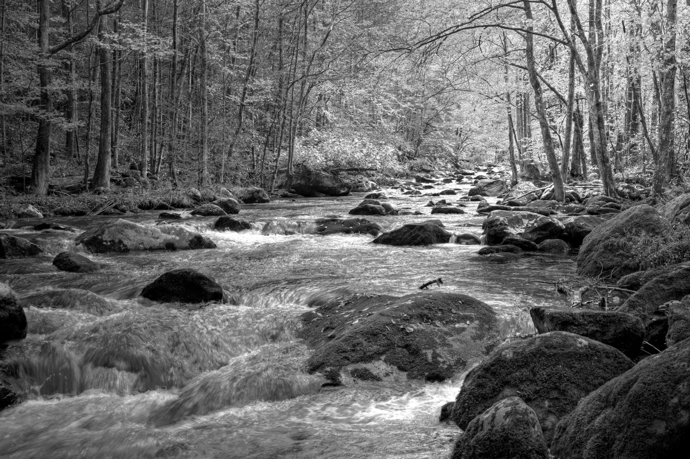 Fototapete »Fluss im Wald Schwarz & Weiß«