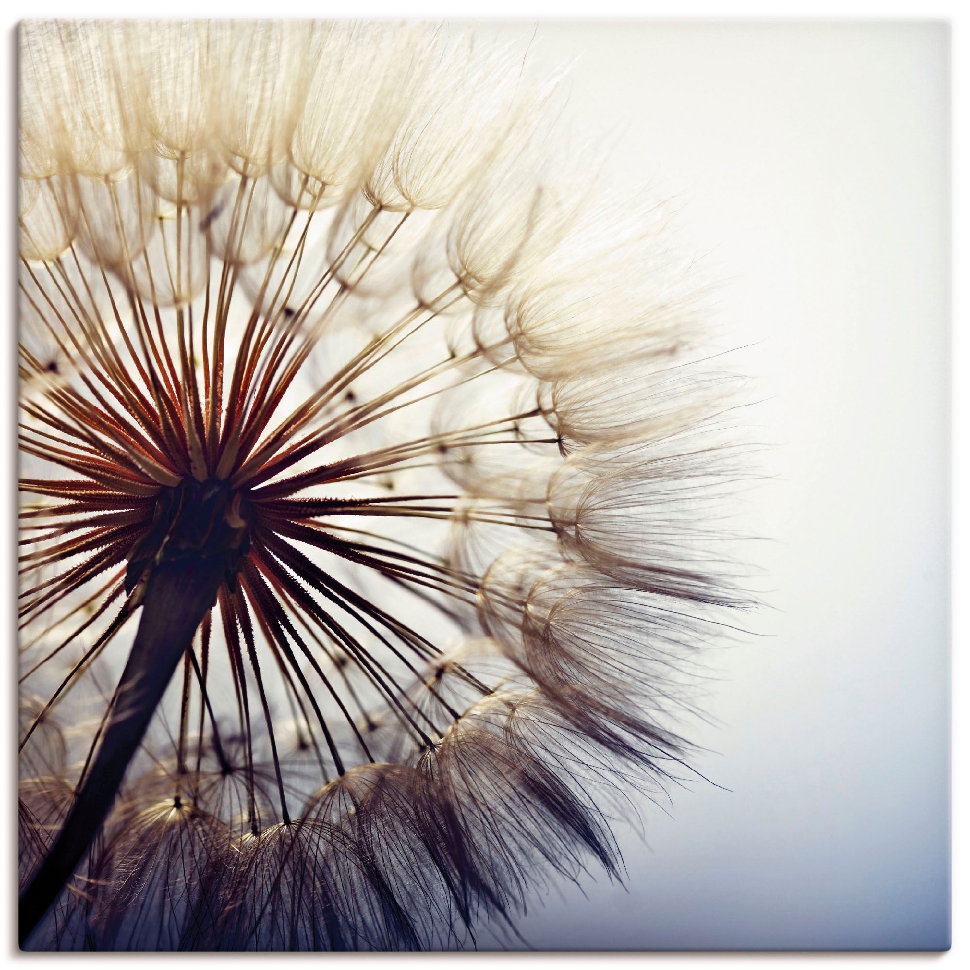 Wandaufkleber Poster Artland Größen in (1 oder »Große | Wandbild bestellen Alubild, Pusteblume«, als versch. Blumen, St.), Leinwandbild, BAUR