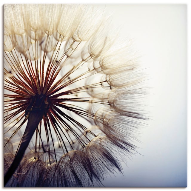 Artland Wandbild »Große Pusteblume«, Blumen, (1 St.), als Alubild,  Leinwandbild, Wandaufkleber oder Poster in versch. Größen bestellen | BAUR