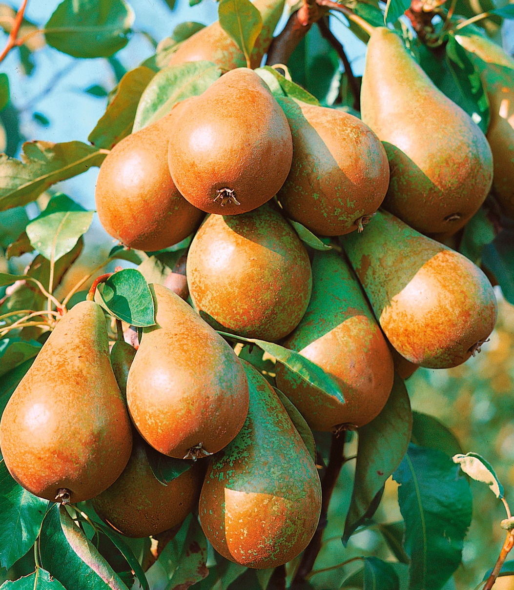 BCM Obstpflanze »Birne 'Köstliche von Charneux'«, (1 St.), Höhe: 80-100 cm, 1 Pflanze kaufen