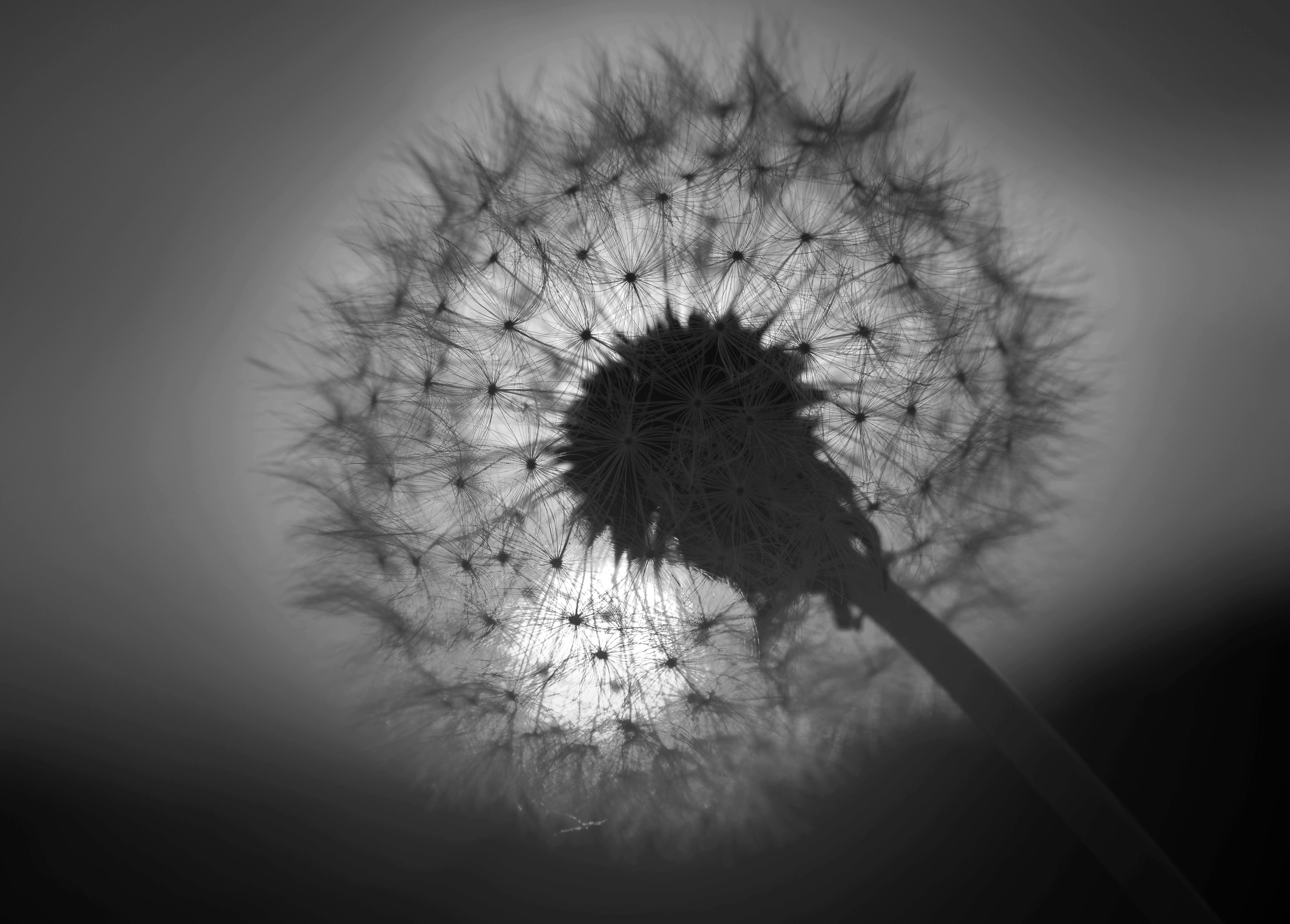 Papermoon Fototapete "Blume Schwarz & Weiß"