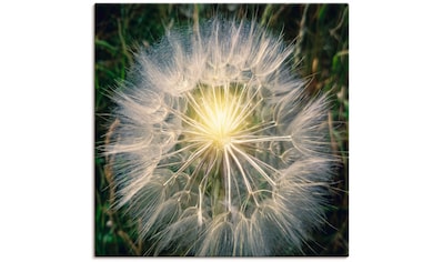 Leinwandbild »Pusteblume Makroaufnahme mit Licht«, Blumenbilder, (1 St.)