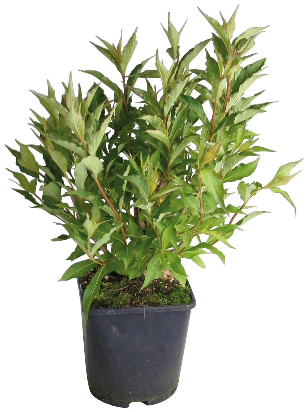 BCM Gehölze »Weigelie 'All Summer Red' ®«, (2 St.), Höhe: 30-40 cm, 2 Pflanzen kaufen