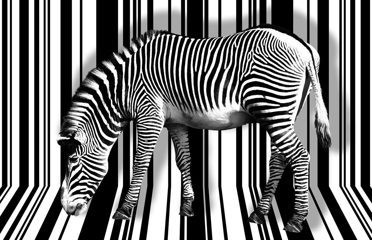 Papermoon Fototapete »Zebra«