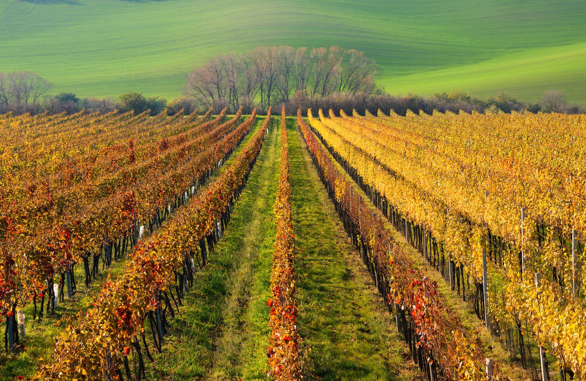 Fototapete »WEIN-BERG-HERBST REBEN ABSTRAKT FARBIG FELD WIESE BÄUME«