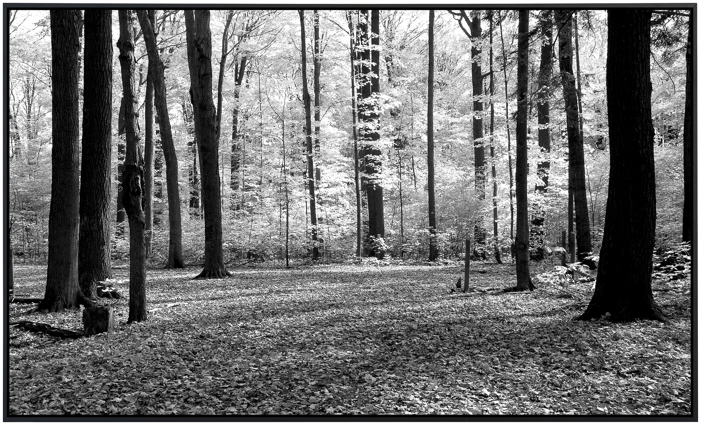 Papermoon Infrarotheizung »Wald Schwarz & Weiß«, sehr angenehme Strahlungswärme