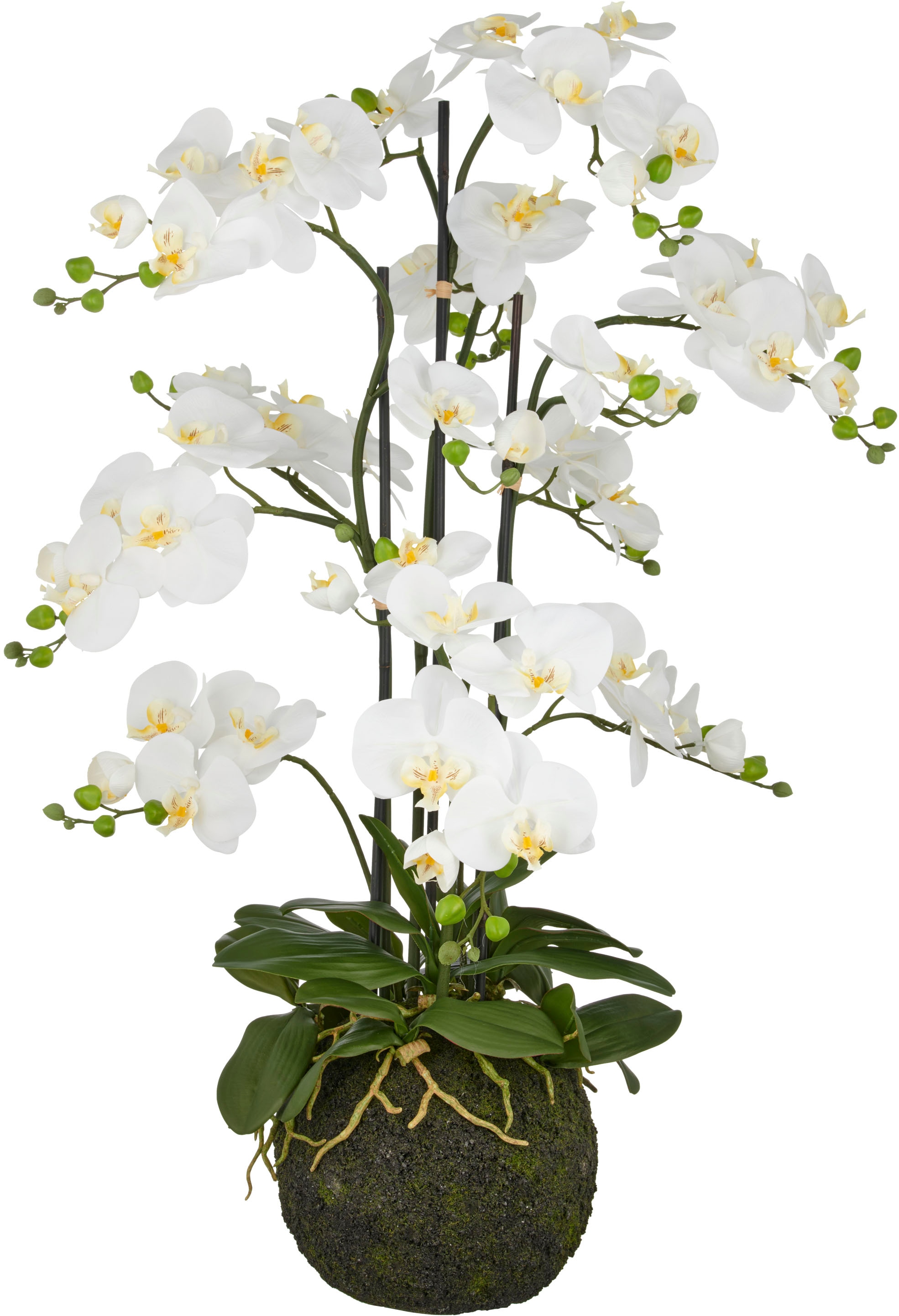 Creativ green Kunstorchidee "Orchidee Phalaenopsis", mit künstlichem Erdbal günstig online kaufen