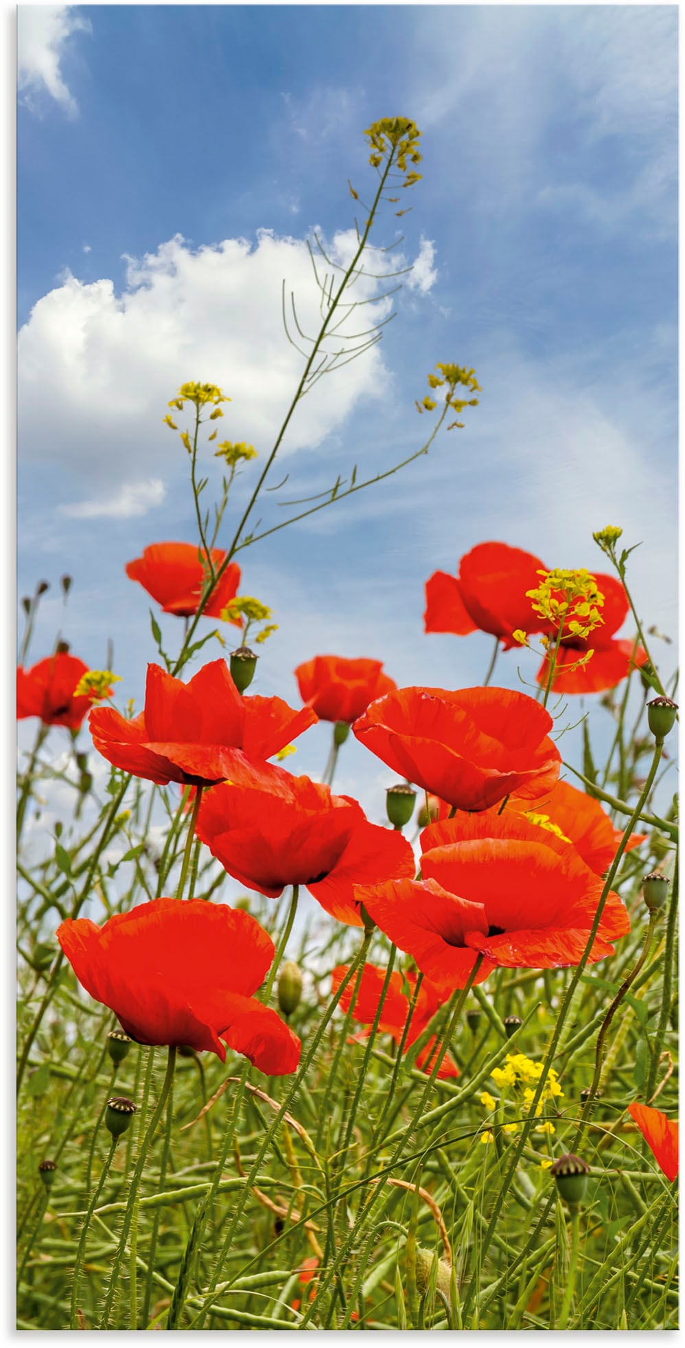 Artland Alu-Dibond-Druck "Mohnblumen im Panorama" Blumenbilder 1 Stk. tlg. für Innen- und Außenbereich geeignet, Outdoorbild
