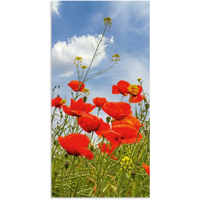 Artland Wandbild »Mohnblumen im Panorama«, Blumenbilder, (1 St.), als  Alubild, Leinwandbild, Wandaufkleber oder Poster in versch. Größen  bestellen | BAUR