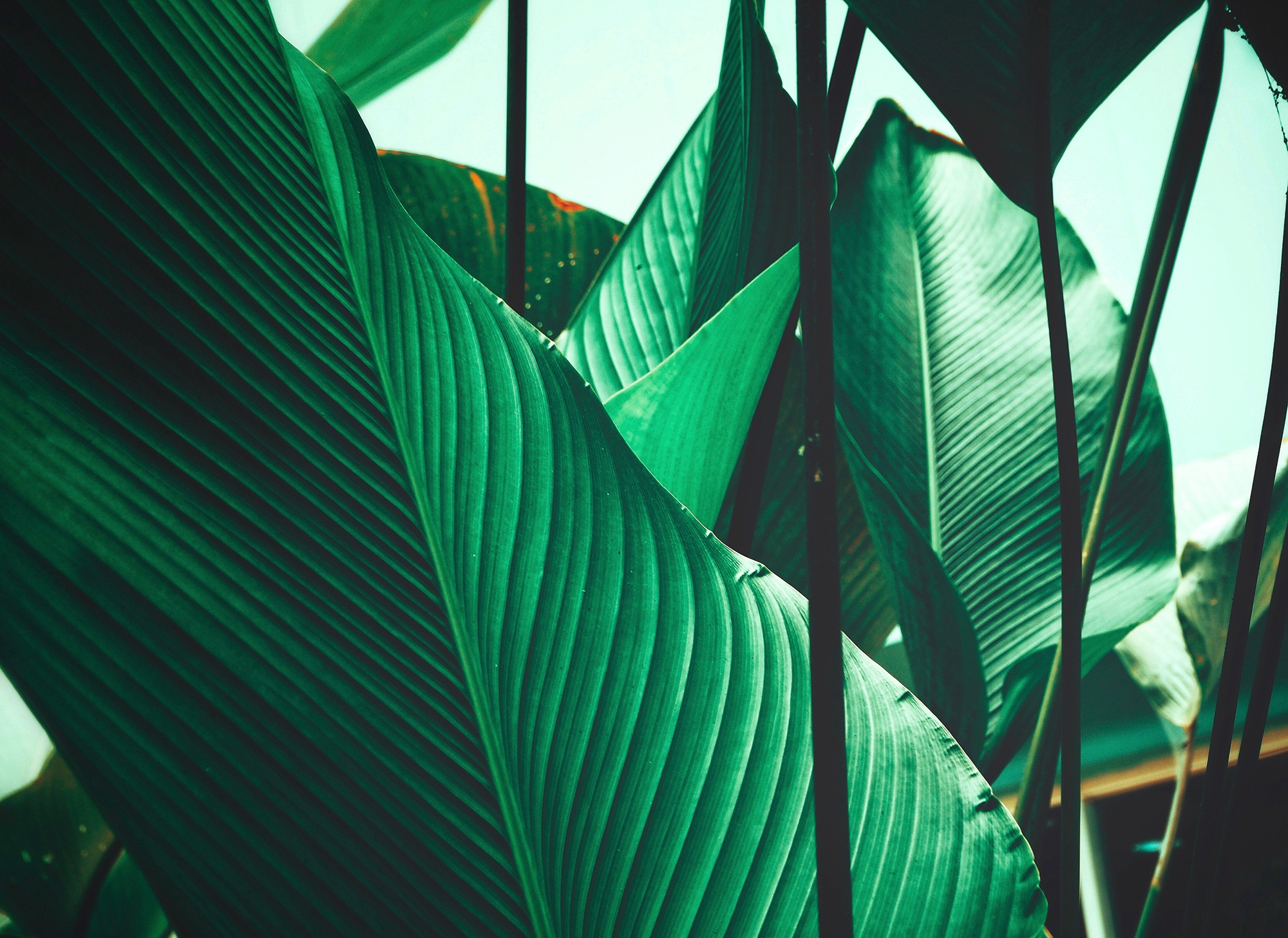 living walls Fototapete "Designwalls Leaf Stalks 1" glatt Vlies, Wand, Schräge, Decke
