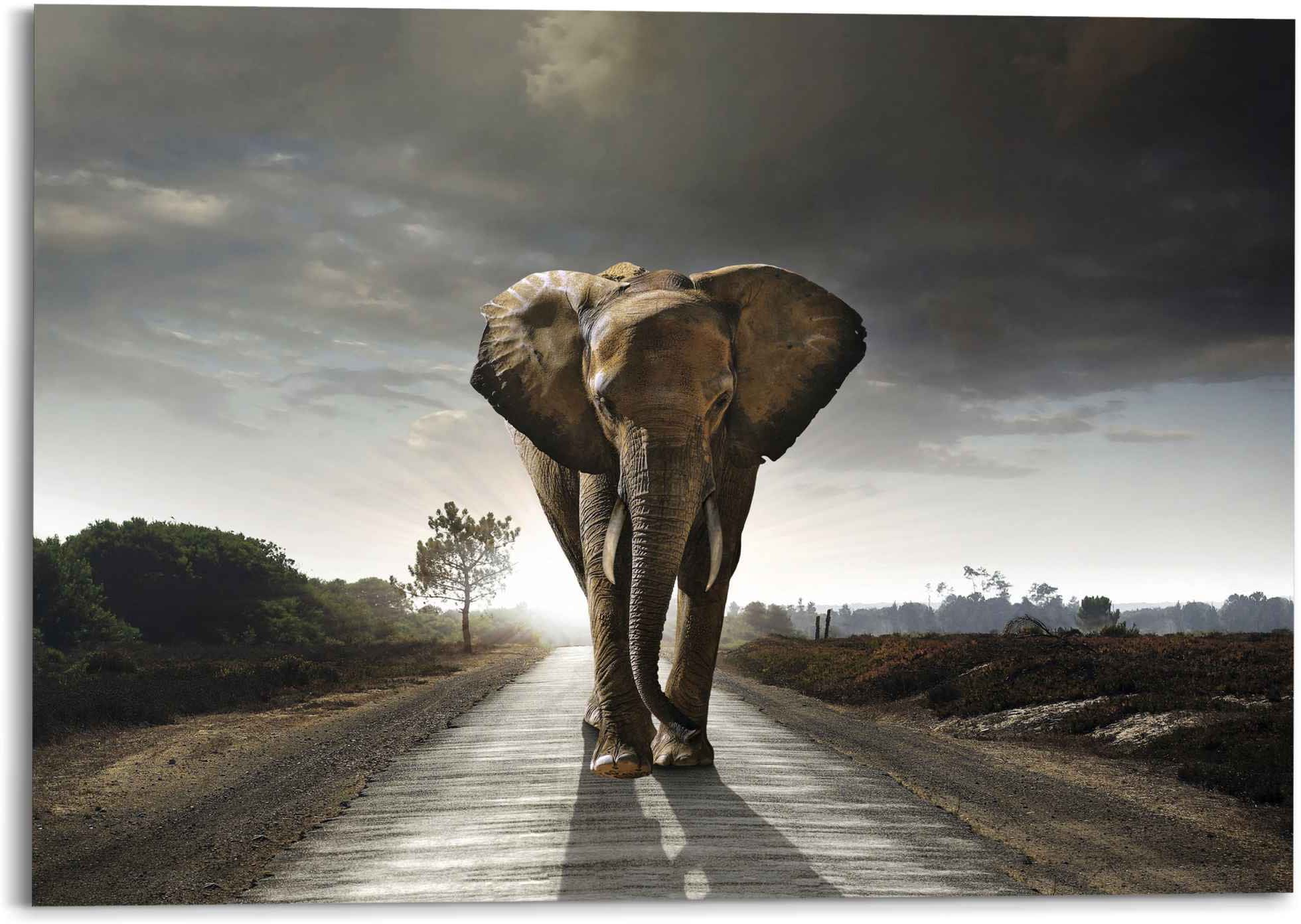 Reinders! Wandbild »Elefantenkönig Tiermotiv - Elefant - Natur«, (1 St.)  bestellen | BAUR | Poster