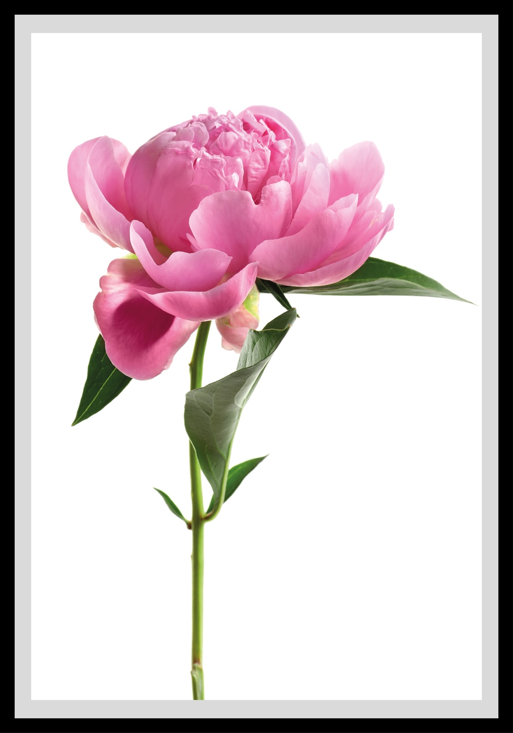 queence Paveikslas »Scar« Blumen Rosen gerahmt...