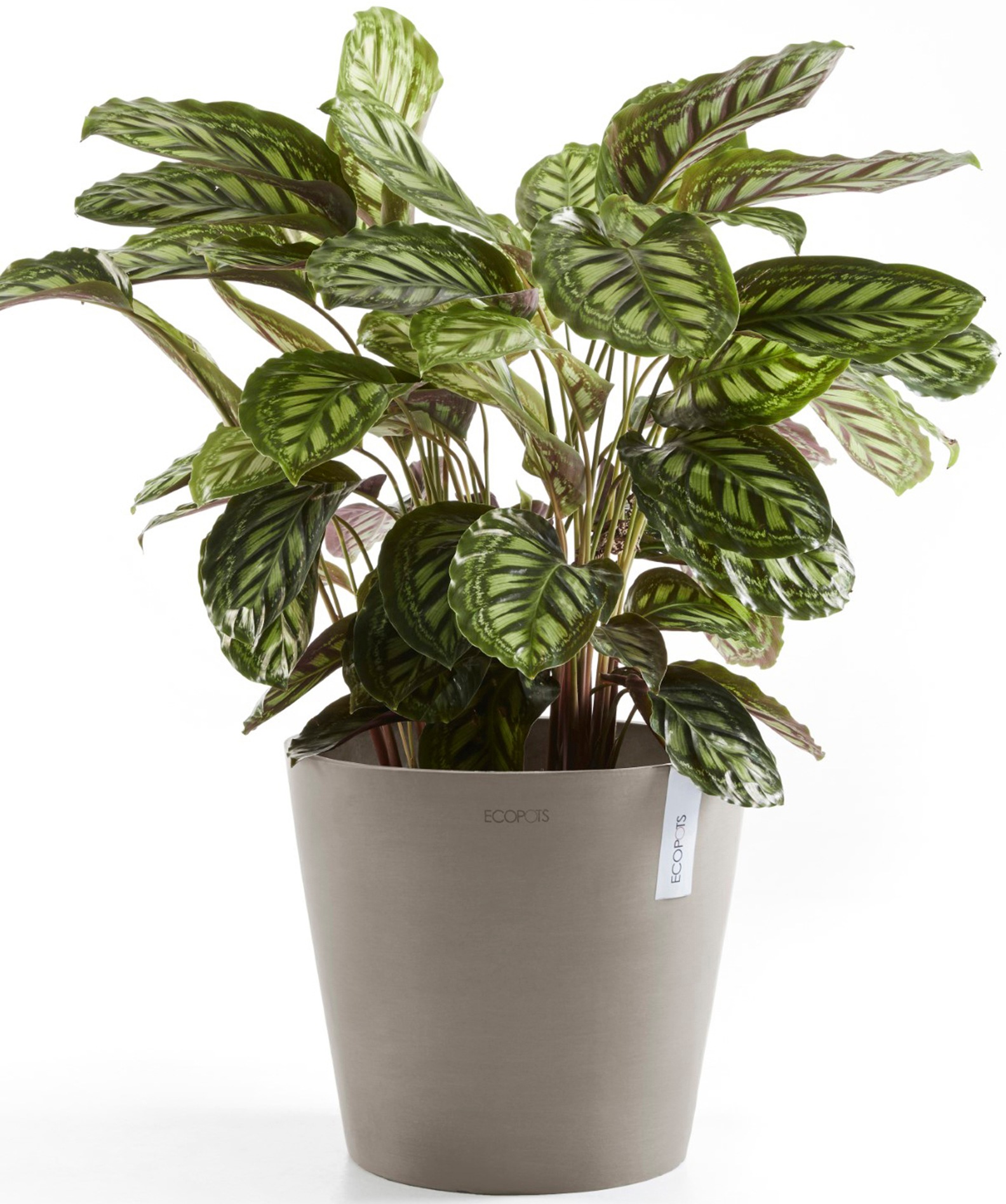 ECOPOTS Blumentopf »Amsterdam 40 + Wassersystem Taupe«, für innen und außen: frostsicher, bruchsicher und lichtbeständig