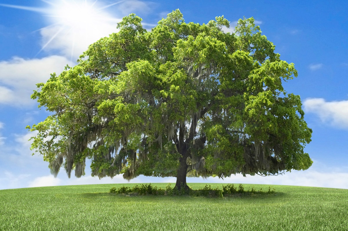 Papermoon Fototapete "baum in landschaft"
