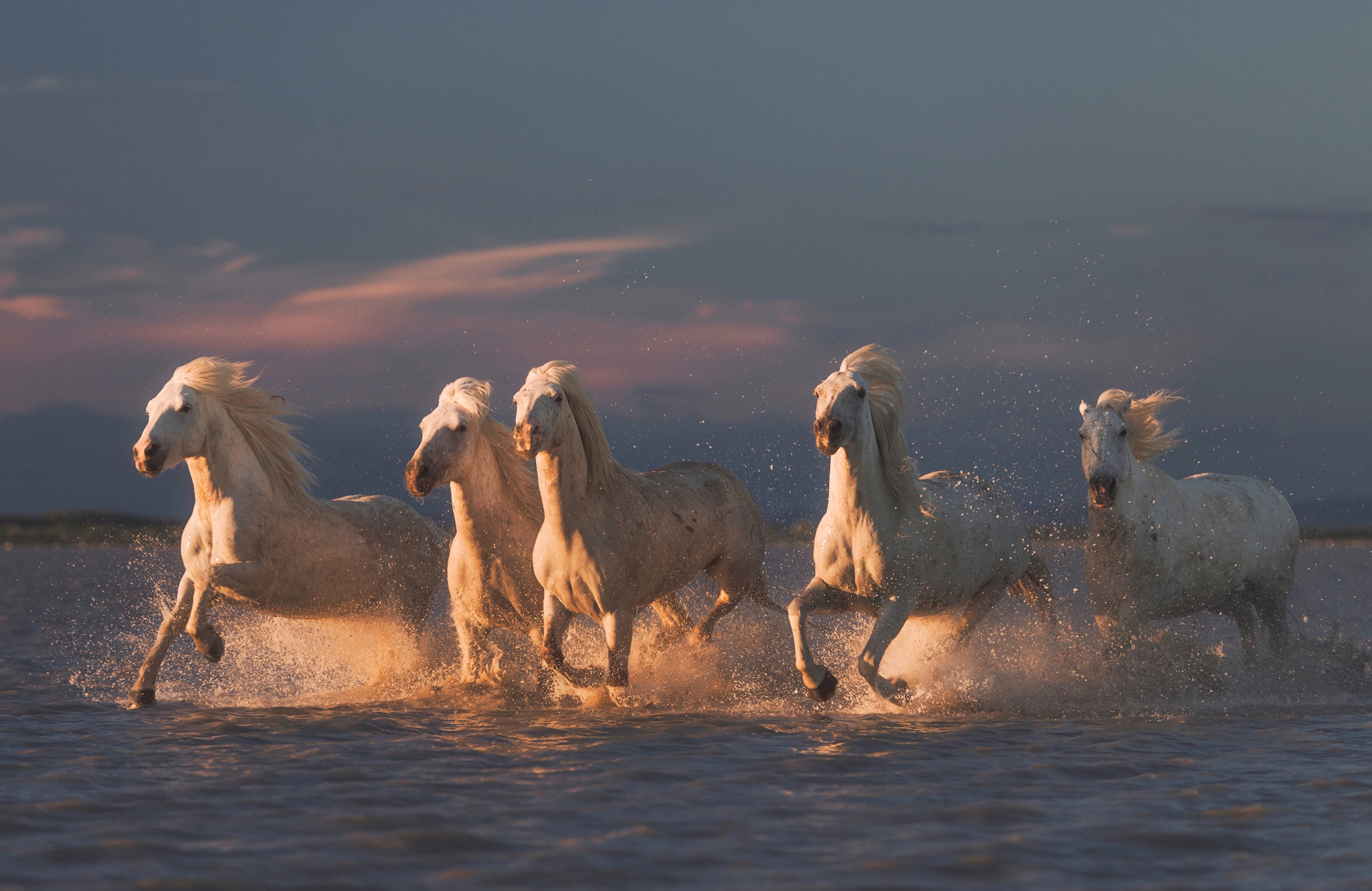 Papermoon Fototapete "Photo-Art ROSTOVSKIY ANTON, CAMARGUE-PFERDE AUF SONNENUNTERGANG"