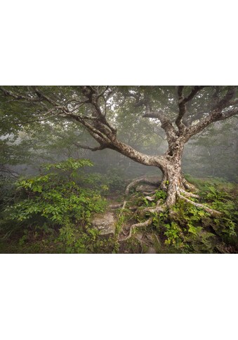 Papermoon Fototapetas »Gruseliger Wald«