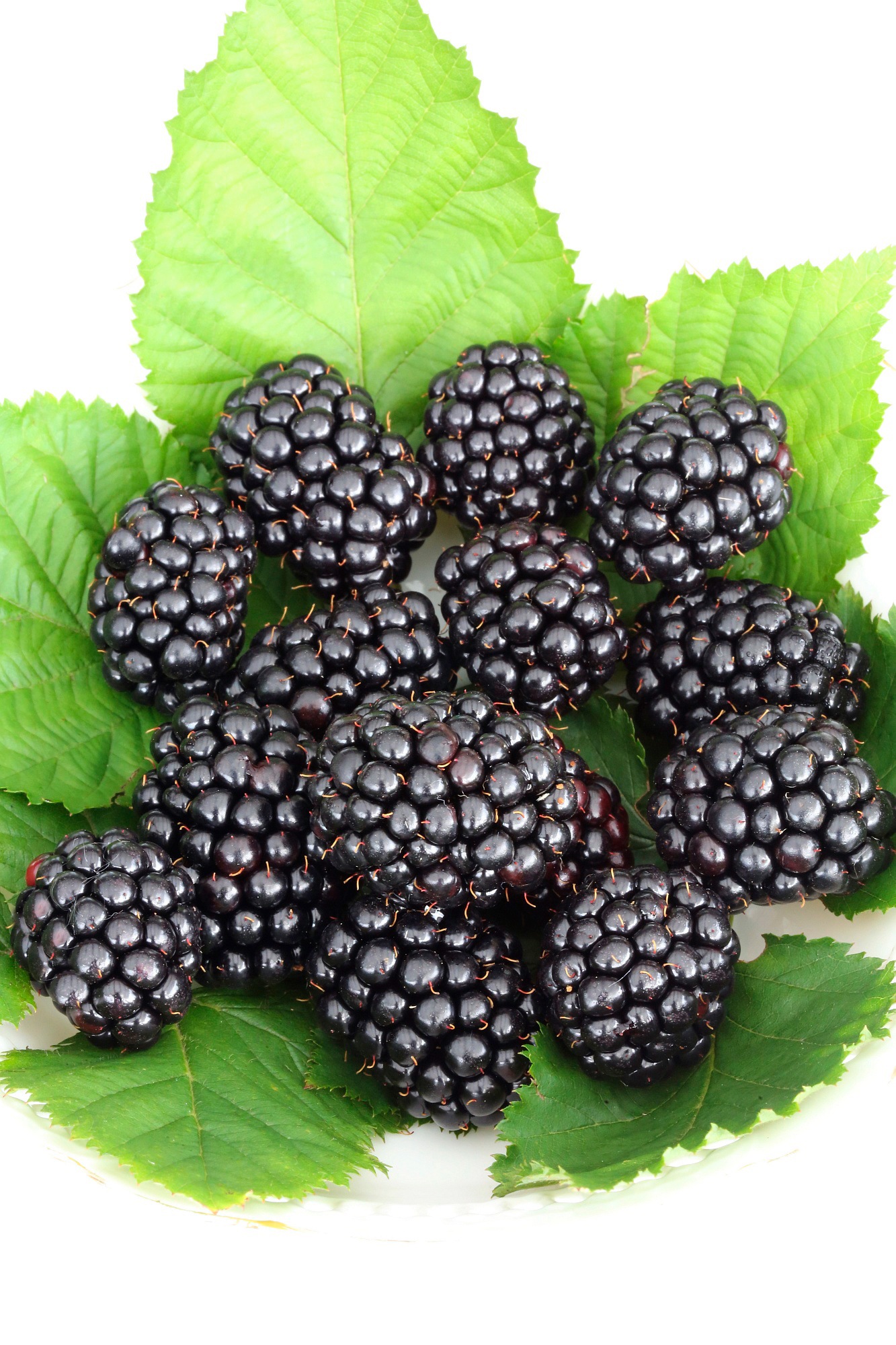 BCM Obstpflanze »Brombeere 'Reuben'«, (2 St.), Höhe: 30-40 cm, 2 Pflanzen kaufen