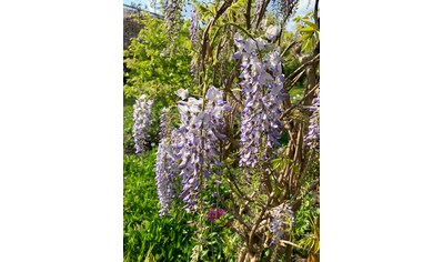 BCM Kletterpflanze »Blauregen 'Longwood Purple'«, (3 St.), Höhe: 40-60 cm, 3 Pflanzen kaufen