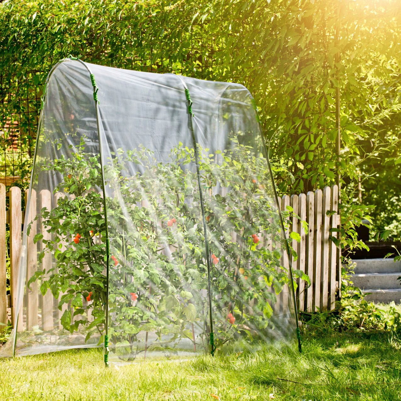 Windhager Pflanztunnel "Tomaten-Folientunnel", transparentes Folienzelt für optimalen Lichteinfall