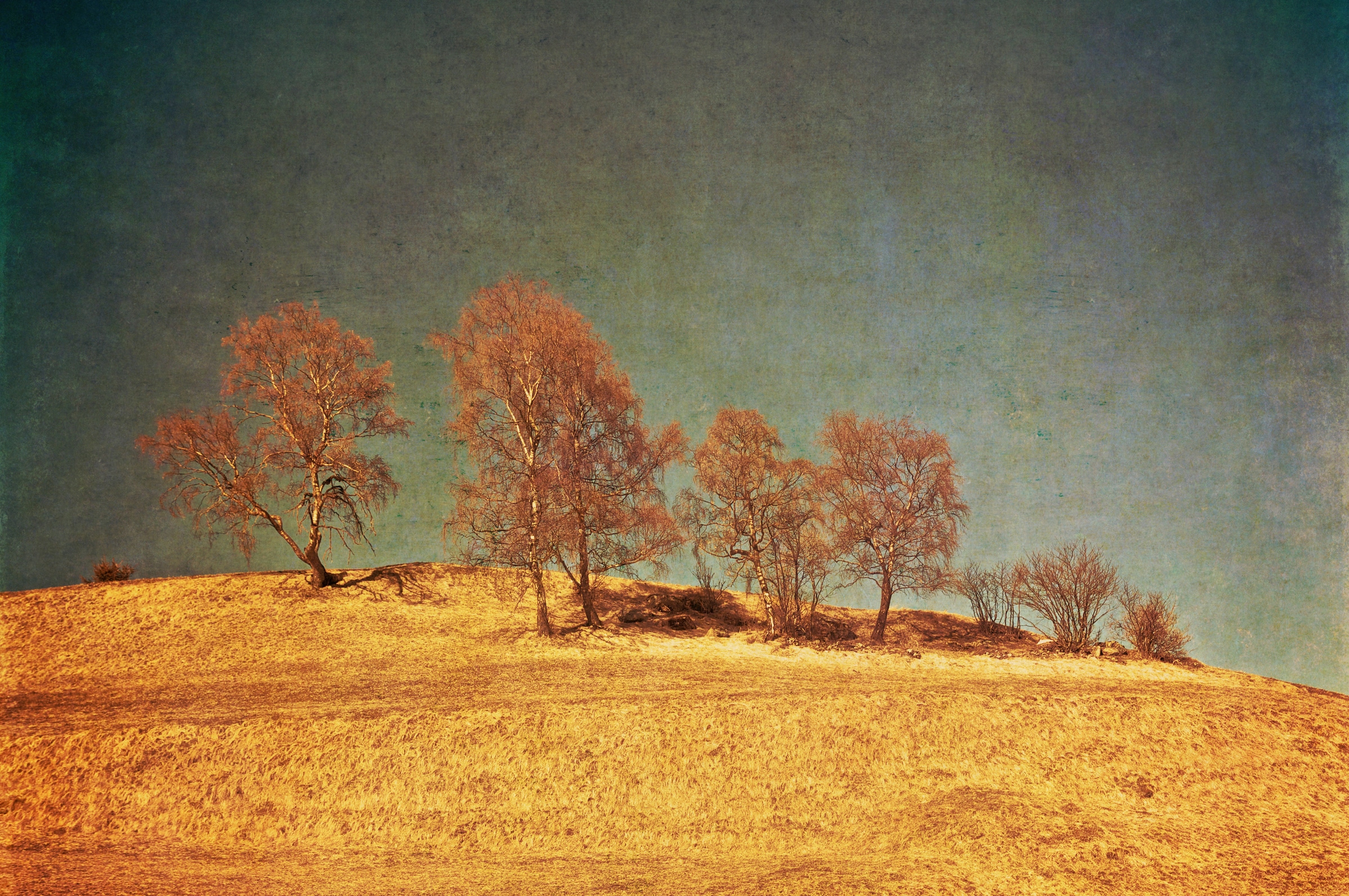 Papermoon Fototapete "BÄUME-VINTAGE NATUR LANDSCHAFT HERBST WALD WANDBILD XXL"