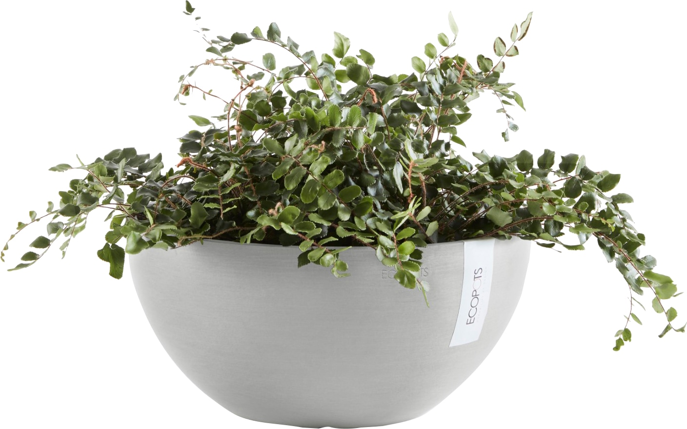 »BRUSSELS BxTxH: 25x25x12 Grey«, White ECOPOTS cm BAUR | bestellen Blumentopf