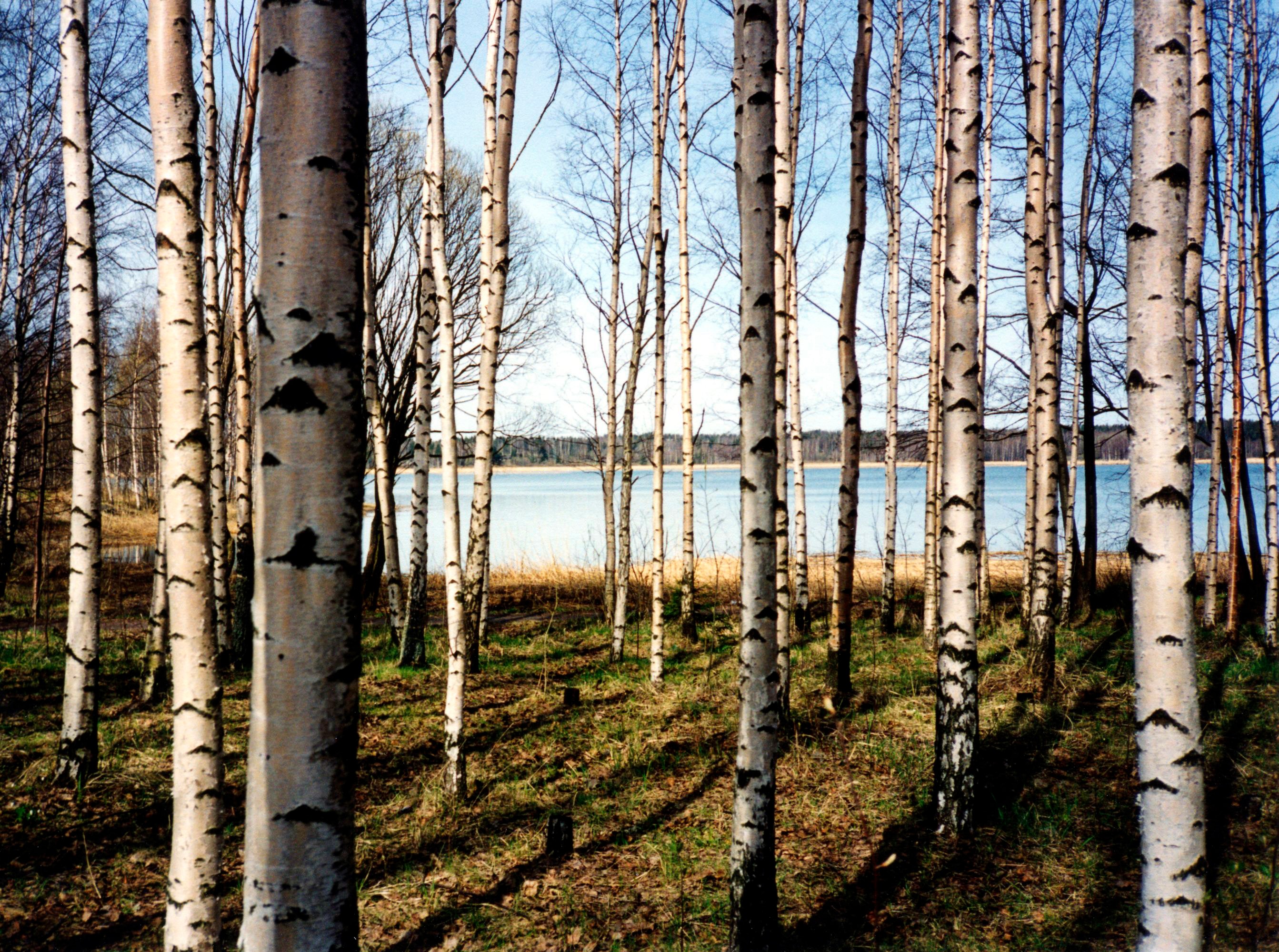 Papermoon Fototapete "Finnish Forest of Birch Trees" glatt
