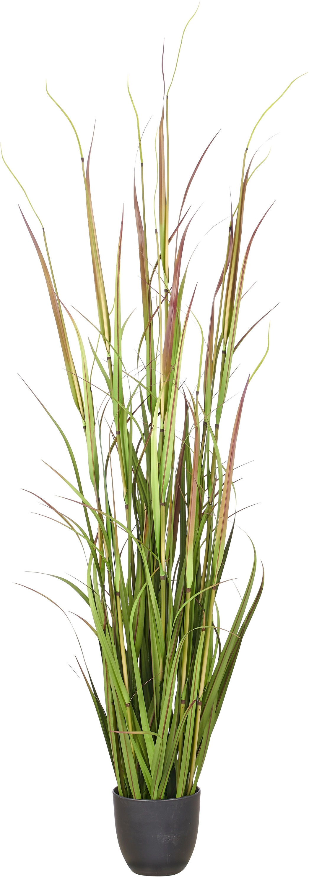Creativ green Kunstgras "Grasbusch Cortaderia jubata" in toller Größe