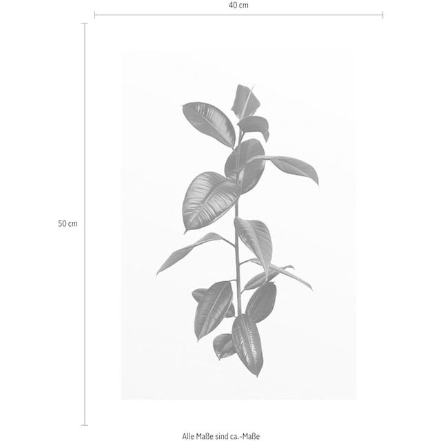 Komar Poster »Ficus Branch«, Pflanzen, (1 St.), Kinderzimmer, Schlafzimmer,  Wohnzimmer | BAUR