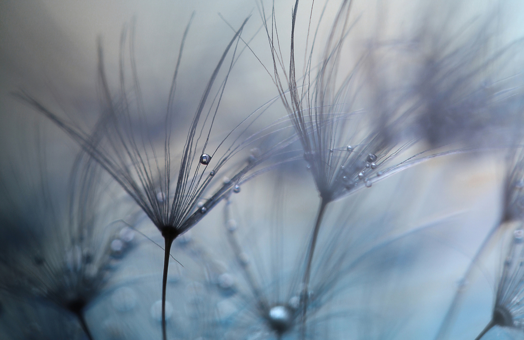 Papermoon Fototapete "Photo-Art MATHIEU IRTHUM, TEARDROPS"
