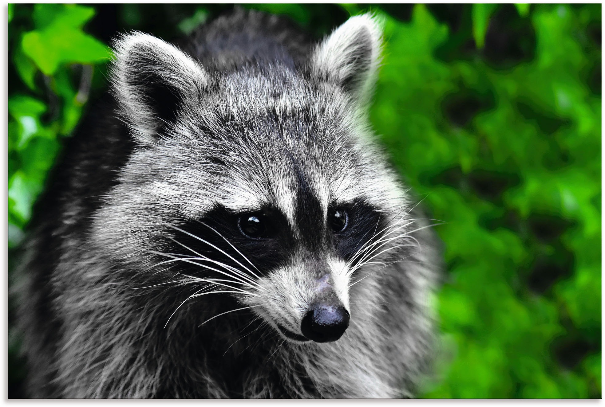 Artland Alu-Dibond-Druck "Waschbär", Wald, (1 St.), für Innen- und Außenbereich geeignet, Outdoorbild