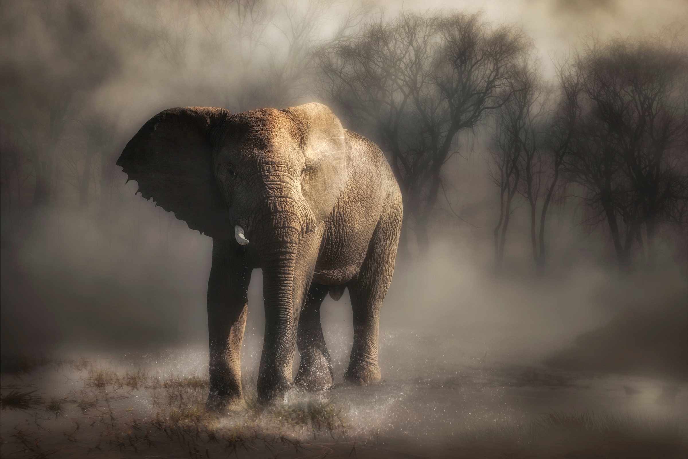 Papermoon Fototapete "Photo-Art CHARLAINE GERBER, ELEFANT TRINKWASSER"