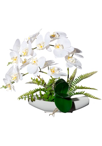 Creativ green Kunstorchidee »Orchidee Phalaenopsis i...