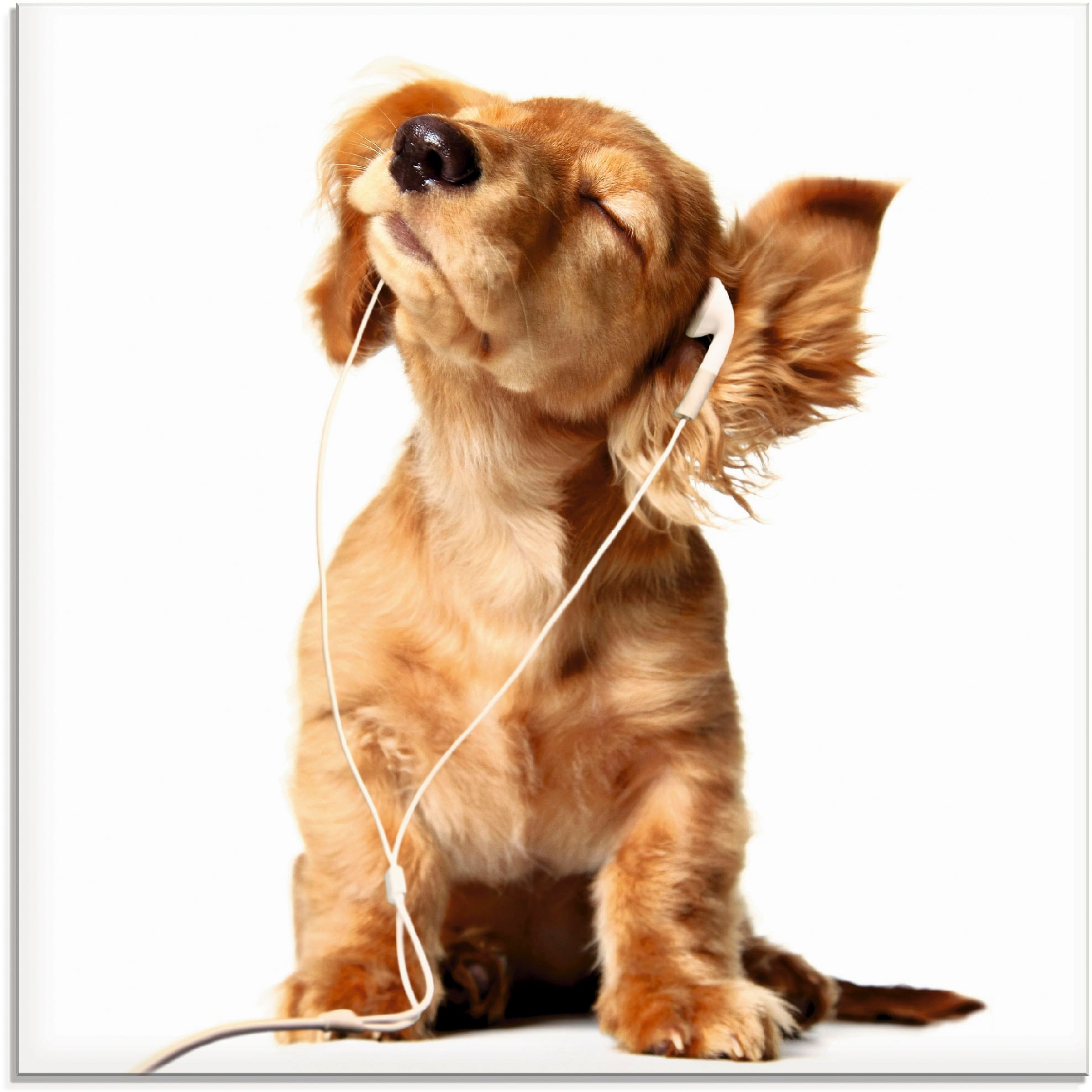 Artland Glasbild "Junger Hund hört Musik über Kopfhörer", Haustiere, (1 St.), in verschiedenen Größen
