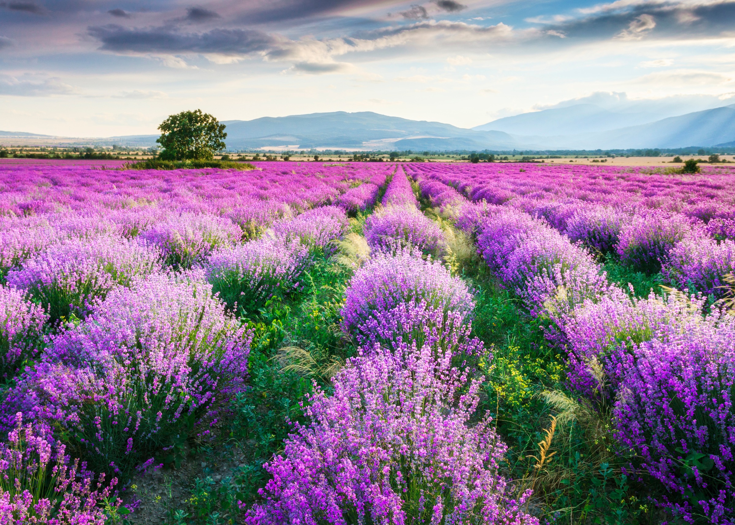 Papermoon Fototapete "Lavende Garden" glatt günstig online kaufen