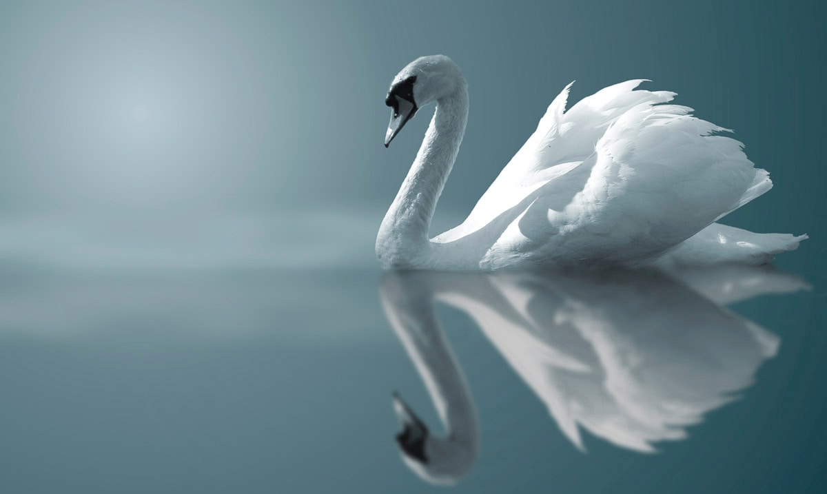 Papermoon Fototapete "Schwan im Wasser" günstig online kaufen