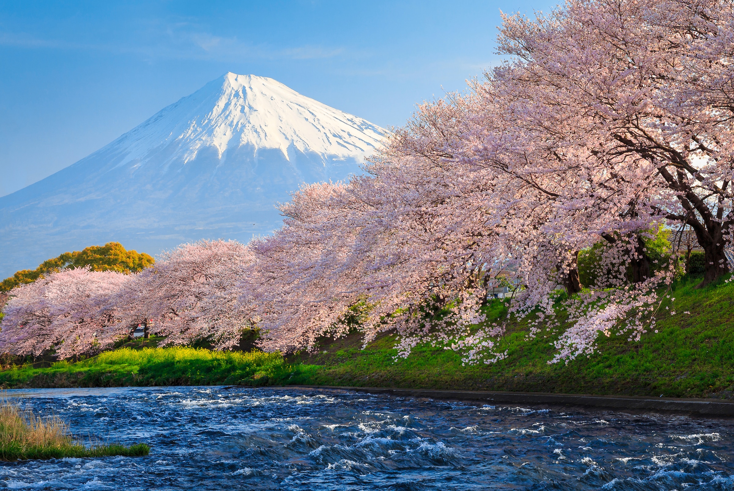 Papermoon Fototapete "Fuji and Sakura" glatt