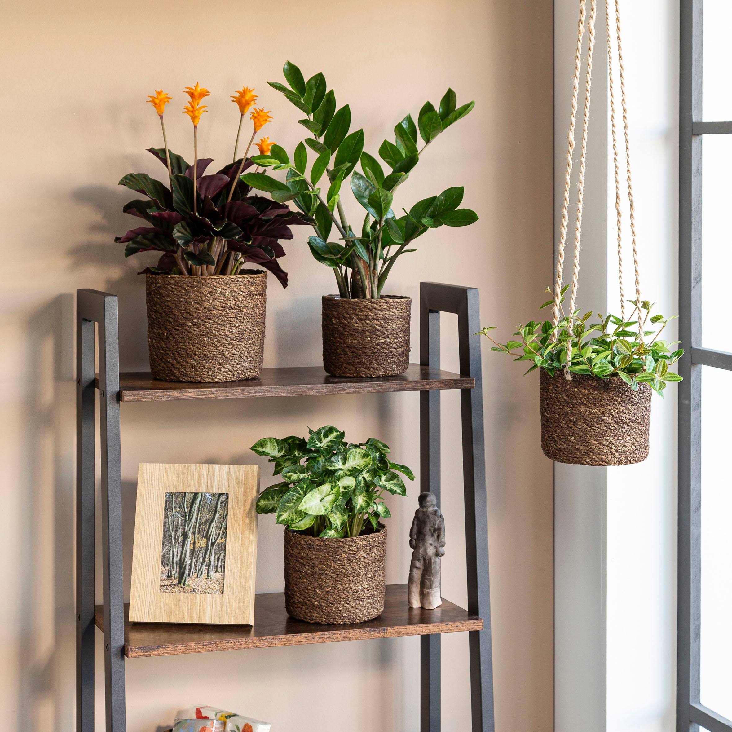 Scheurich Blumentopf »brown 24/508«