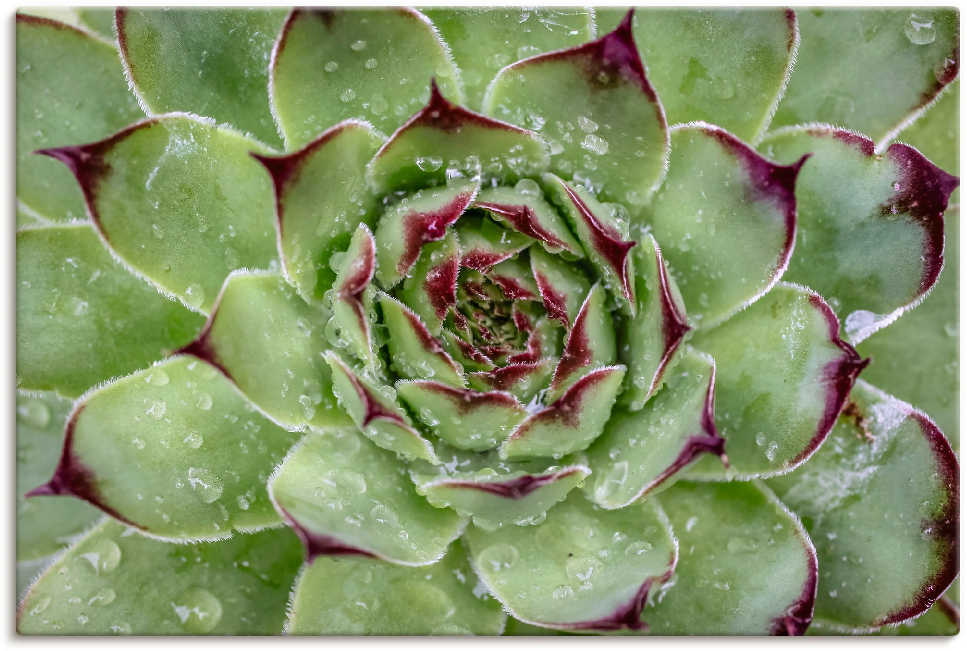 Artland Leinwandbild "Sukkulente mit Regentropfen" Pflanzenbilder 1 Stk. tl günstig online kaufen