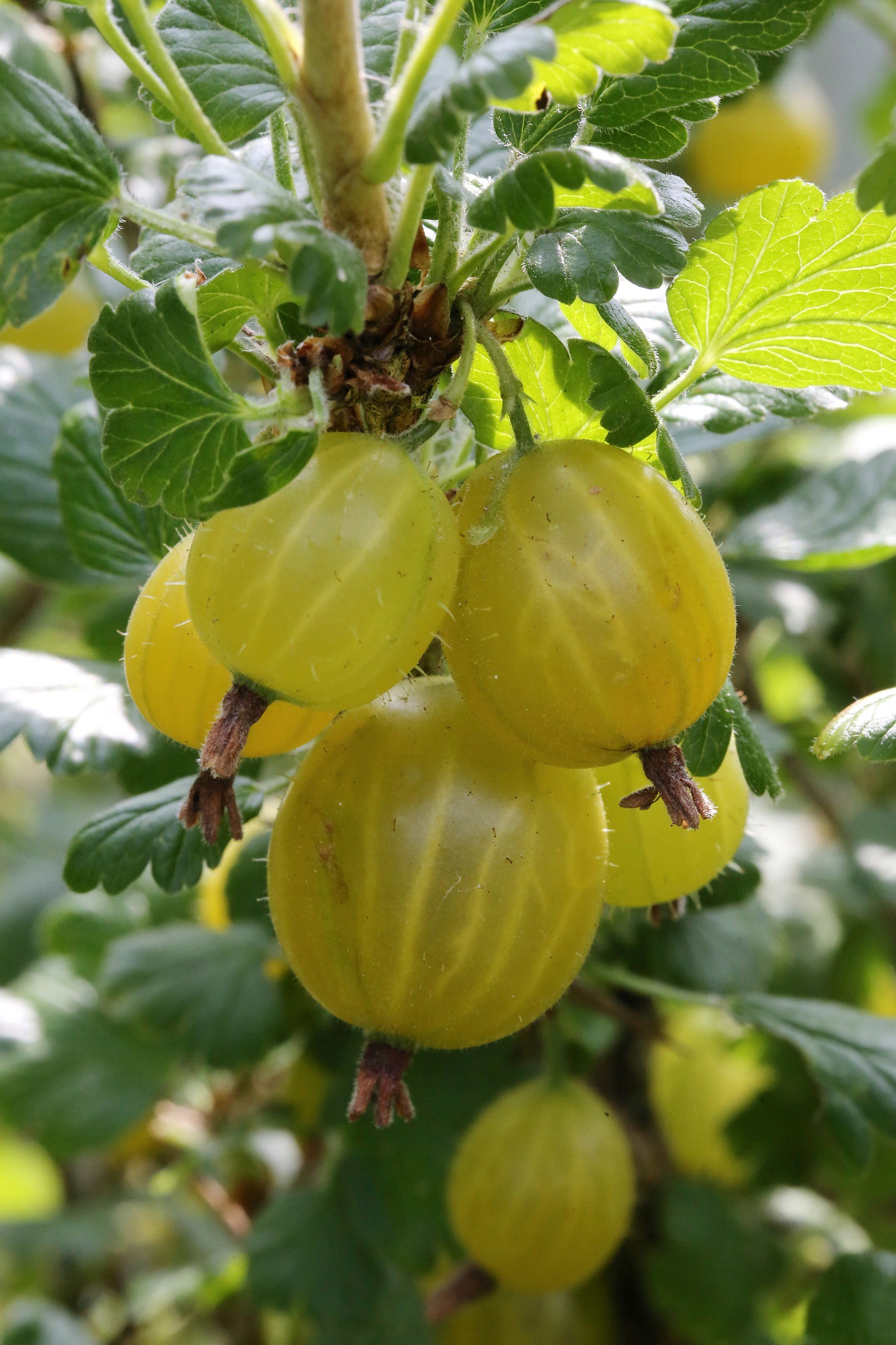 BCM Obstpflanze »Stachelbeere 'Rixanta' gelb«, (1 St.), Höhe: 30-40 cm, 1 Pflanze kaufen