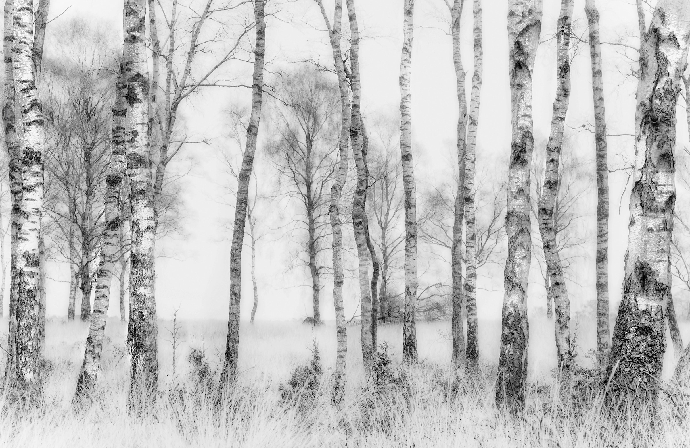 Papermoon Fototapetas »Photo-Art NEL TALEN juoda...