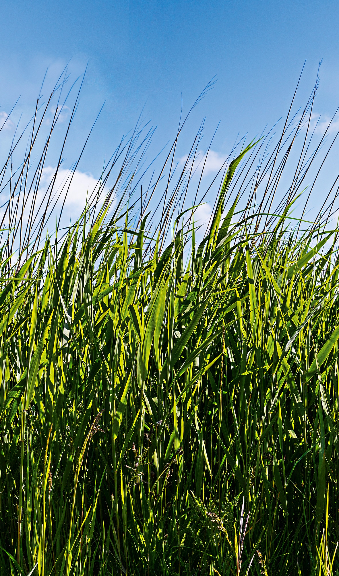 Marburg Fototapete realistisch moderne Tapete für Wohnzimmer Schlafzimmer Küche