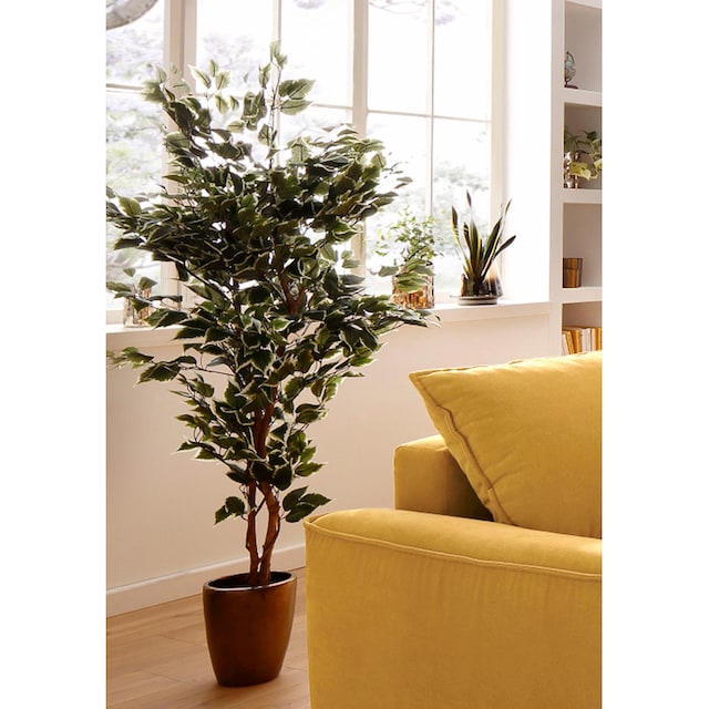 Creativ green Kunstpflanze »Ficus Benjamini« kaufen | BAUR