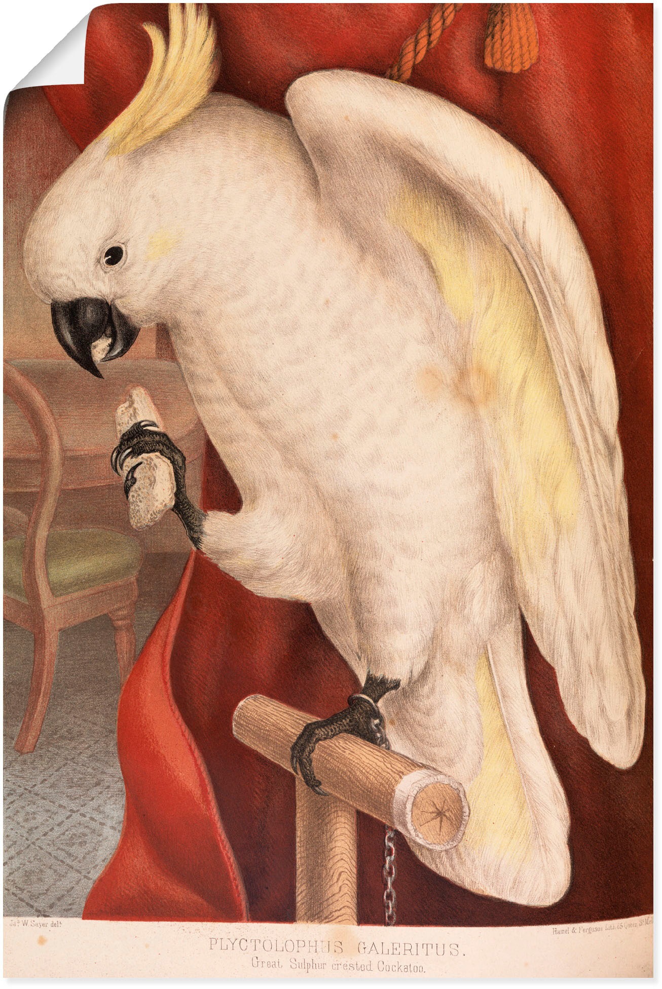 Artland Poster | Wandbild »Großer Wandaufkleber BAUR Alubild, in Größen St.), Leinwandbild, als oder (1 Vogelbilder, Gelbhaubenkakadu«, versch. kaufen